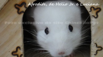 Chinchila White Wilson