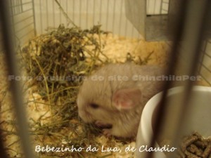 Baby Chinchilla