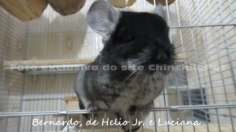 Black Velvet Chinchilla