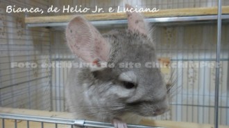 Heterobeige Chinchilla