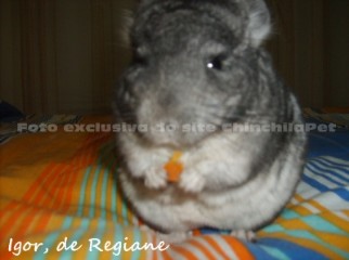 Chinchila Standard Igor