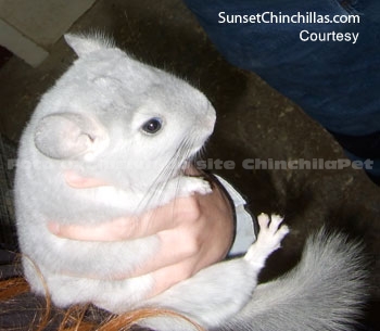 Blue Diamond Chinchilla