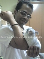 chinchila como animal de estimação