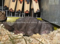 Chinchila dormindo gostoso