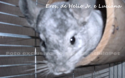 Standard Chinchilla