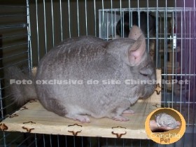 Chinchila Heterobege, Heterobege