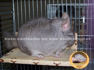 Chinchila Heterobege