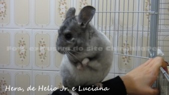 White Mosaic Chinchilla