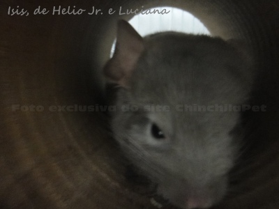 Brown Velvet Chinchilla