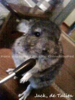 Chinchila cantando