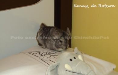 Standard Chinchilla