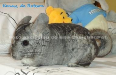 Chinchila Standard