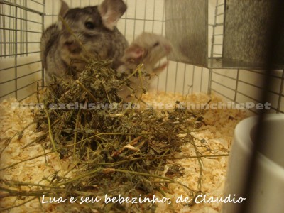 Standard Chinchilla