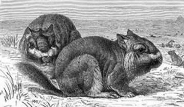 Historia das chinchilas