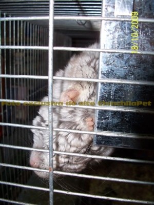 Chinchila dormindo estranho