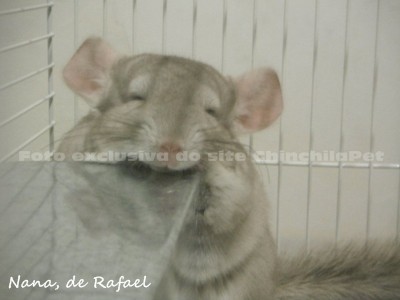 Chiquita Chinchilla