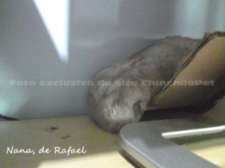 Sleeping Chinchilla