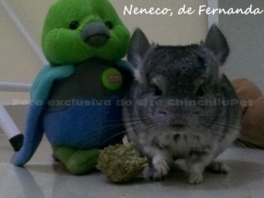 Chinchila Standard