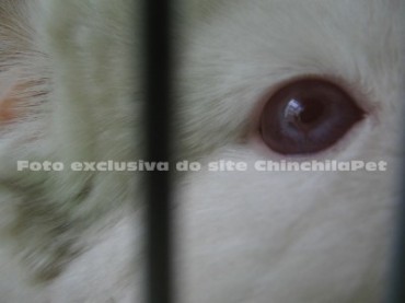 Olho da Chinchila Homobege