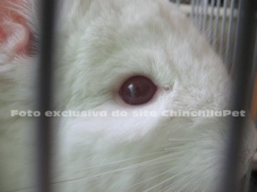 Olho da Chinchila Pink White Homobege
