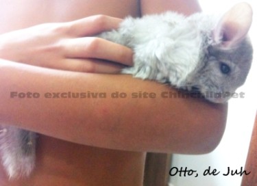 Chinchila Heterobege
