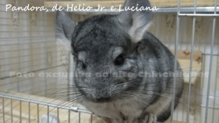 Standard Chinchilla