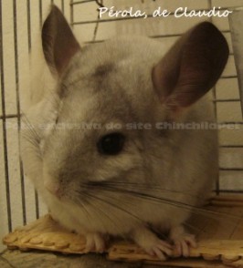 Ebony Mosaic Chinchilla
