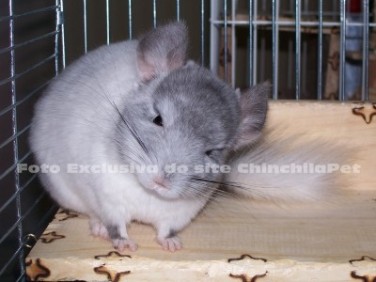 Chinchila Mosaico, White Mosaic