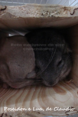Chinchillas