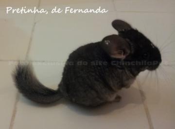 Chinchilla Black Velvet