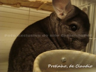 Medium Ebony Chinchilla