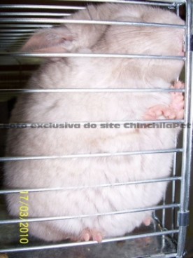 Chinchila dormindo engraçado