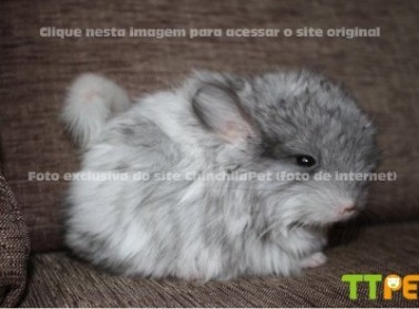 Chinchila Angora