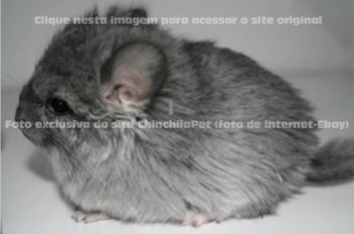 Chinchila Angora