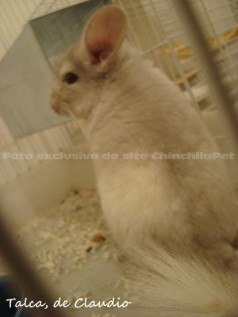 Beige Mosaic Chinchilla