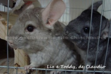 Heterobeige and Standard Chinchillas