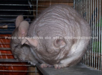 Chinchila dormindo bolinha