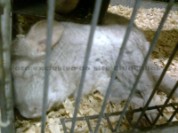 Chinchila dorme estranho