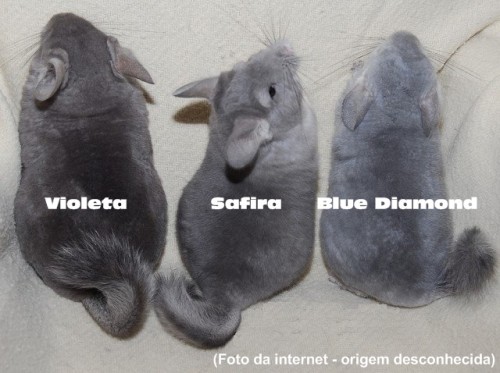 Chinchila Violeta Safira Blue Diamond