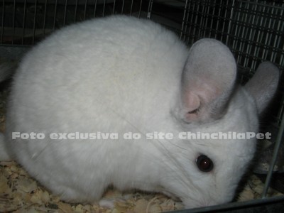 White Wilson