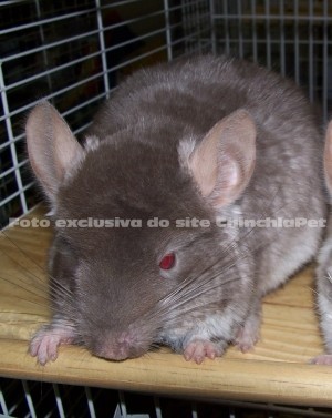 TOV, Brown Velvet Heterobege