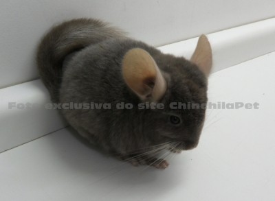 Chinchila Chocolate