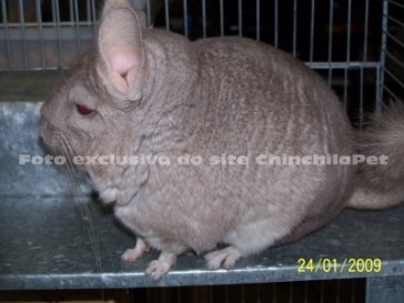 Chinchila Heterobege, Heterobege