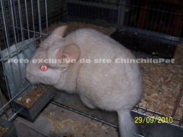 Chinchila Homobege, Homobege