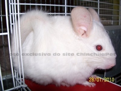 Pink White Heterobege
