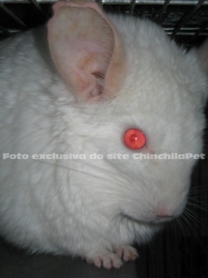 Pink White Homobege