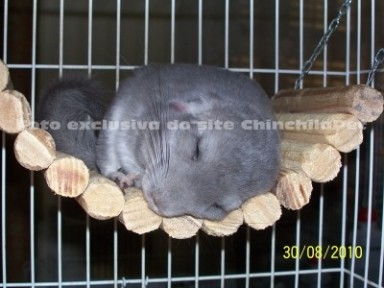 Chinchila Violeta
