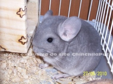 Chinchila Violeta