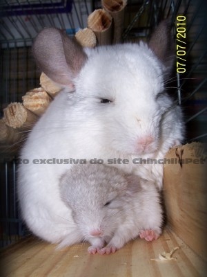 White Wilson