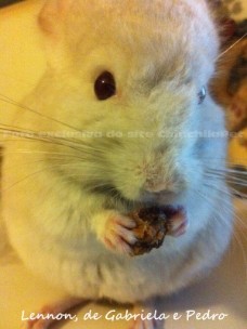 Chinchilla and Bananas